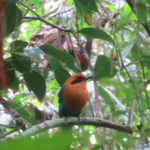 Beauitful trogon bird in the rainforest at Barro Colorado Island