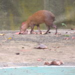 An agouti on a basketball field