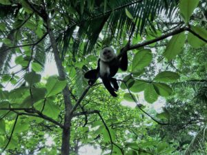 Cappuchin monkey reaching from a tree branch