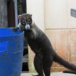 Coati George looking for trash