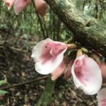 Forest flowers on Barro Colorado