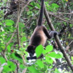 Mantled howler monkey hanging by its tail from a branch