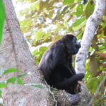 Howler monkey sitting in a tree