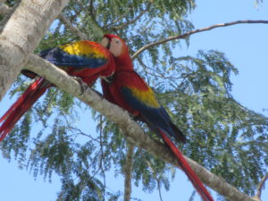 A pair of scarlet macaws in the trees. Puerto Jimenez, Costa Rica.