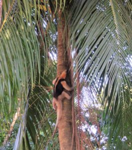 Northern Tamandia (anteater) climbing a tree