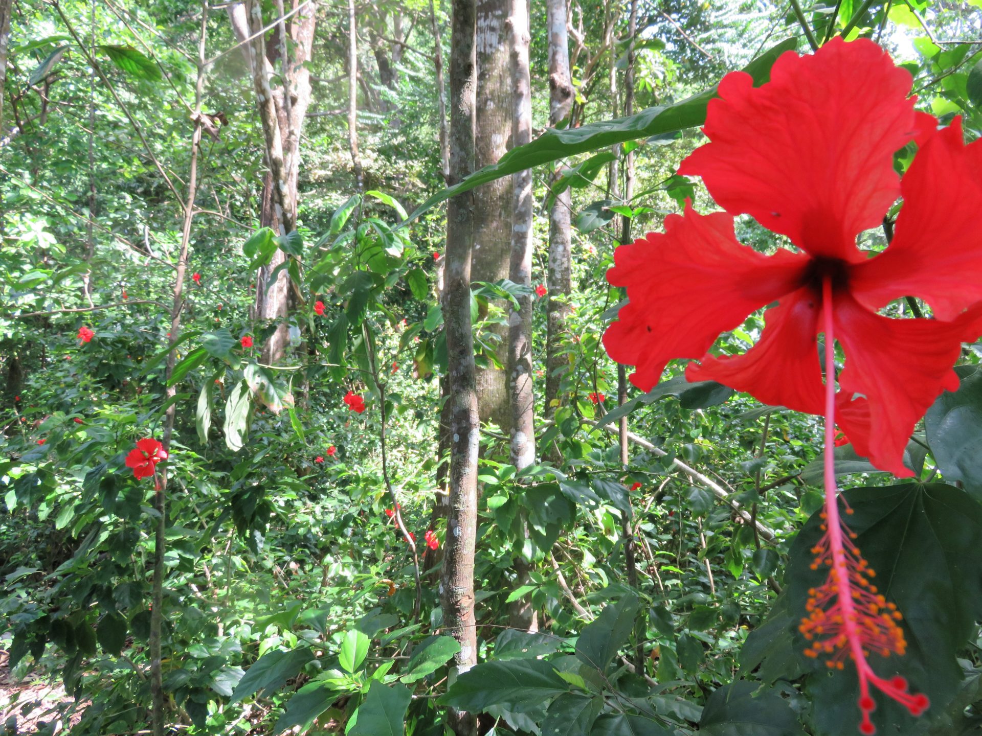 Hibiscus flowers in the jungle. Corcovado National Park, Costa Rica.