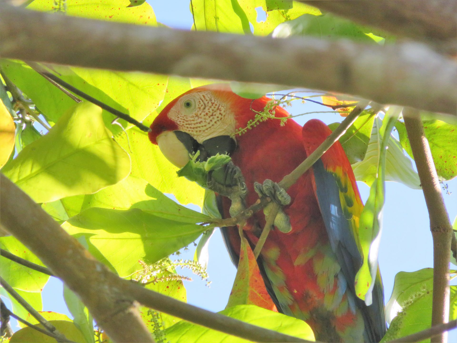 Scarlet Macaw eating almonds. Corcovado National Park, Costa Rica.