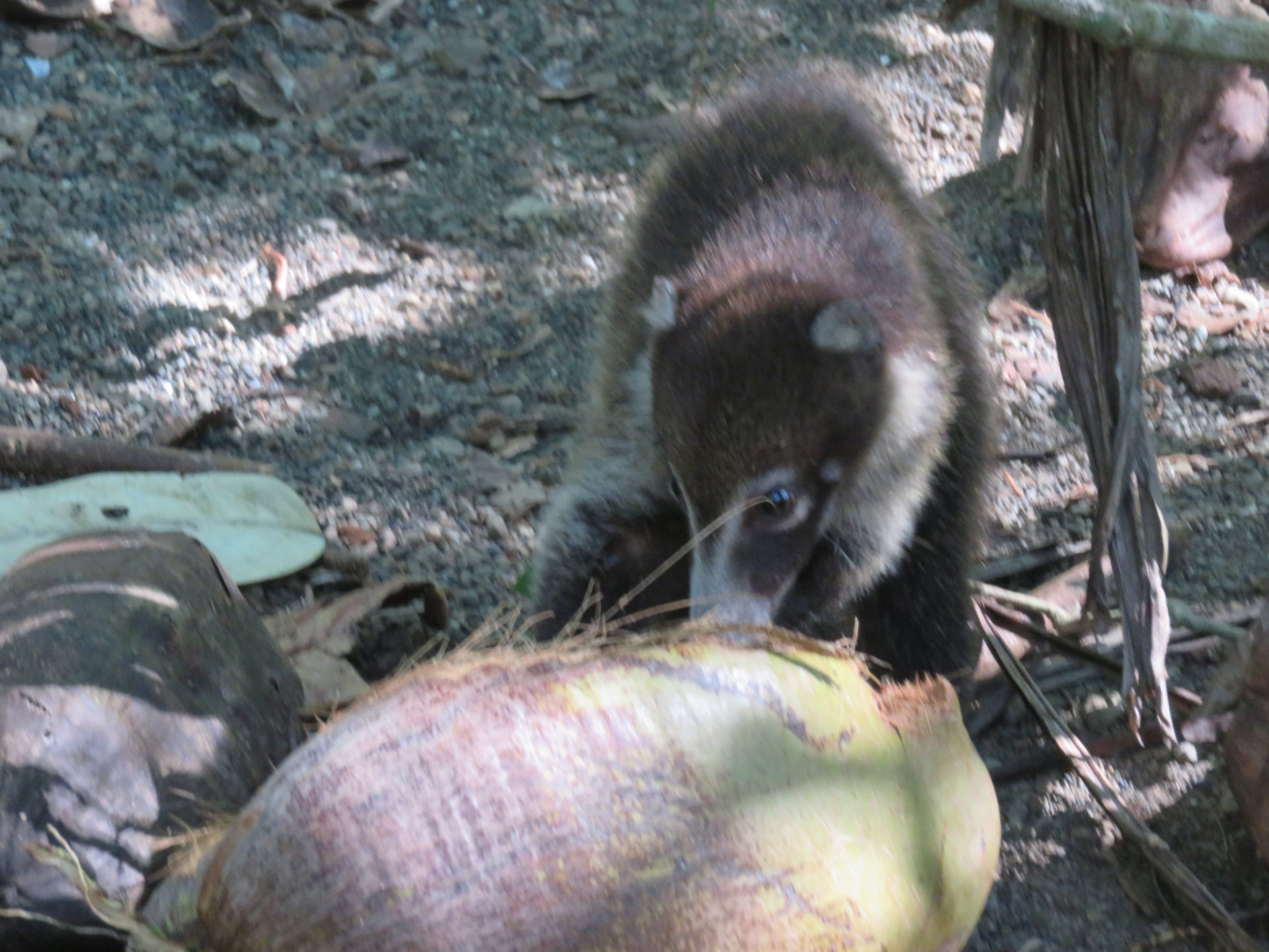 Coati eating a coconiu. Corcovado National Park, Costa Rica.