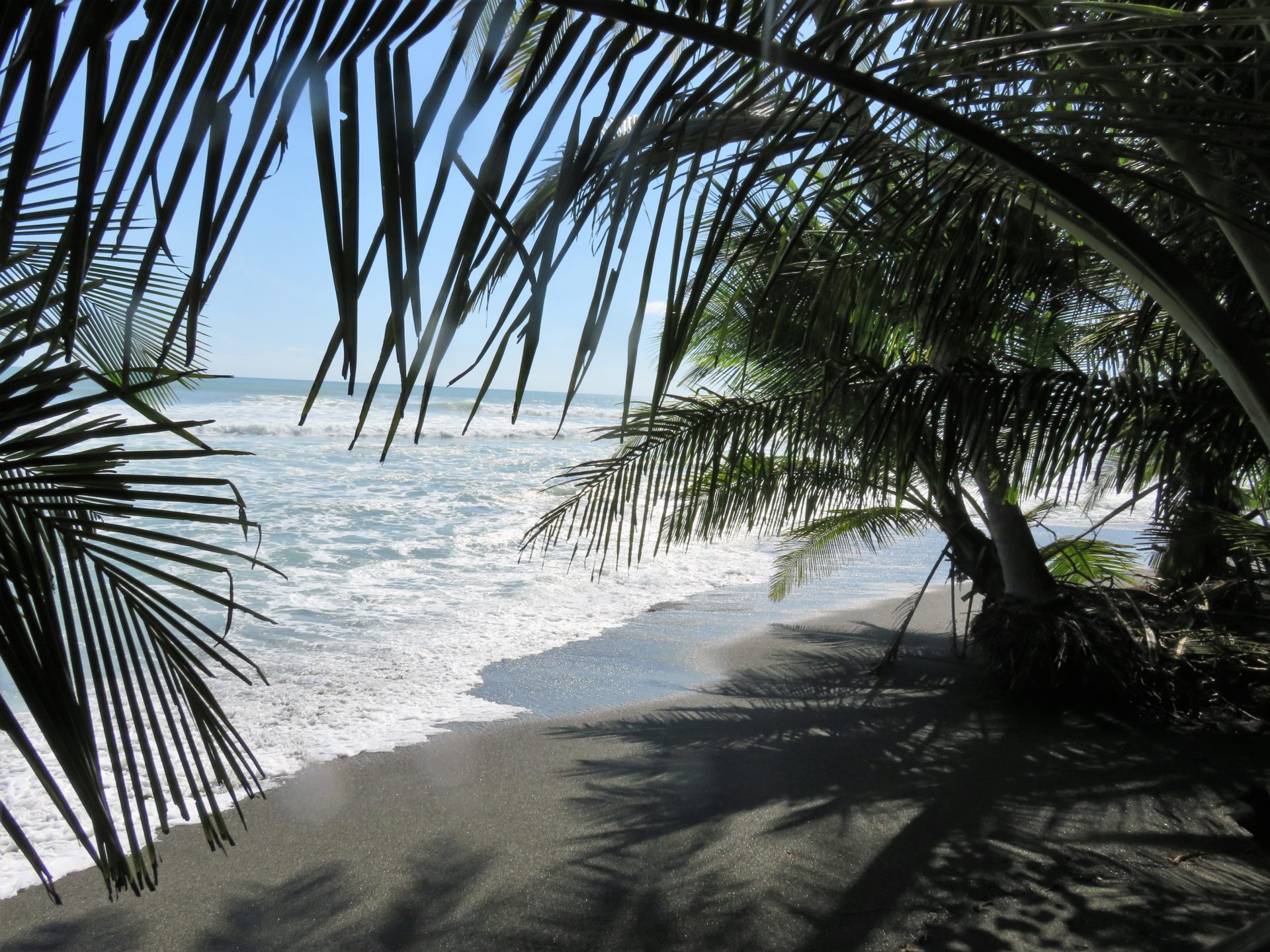 Peaking through the palmtrees towards the ocean. Corcovado National Park, Costa Rica.