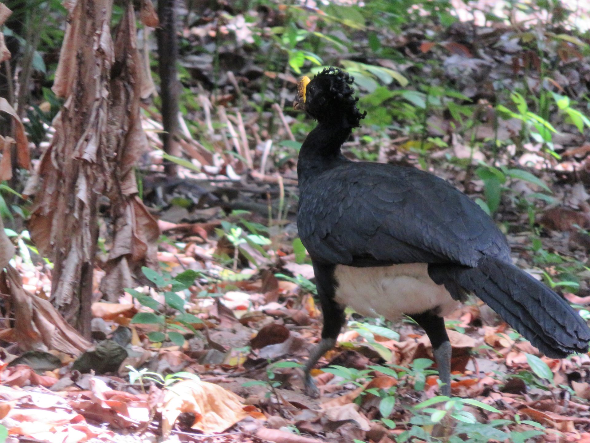 Male Great Curassow, Corcovado National Park, Costa Rica