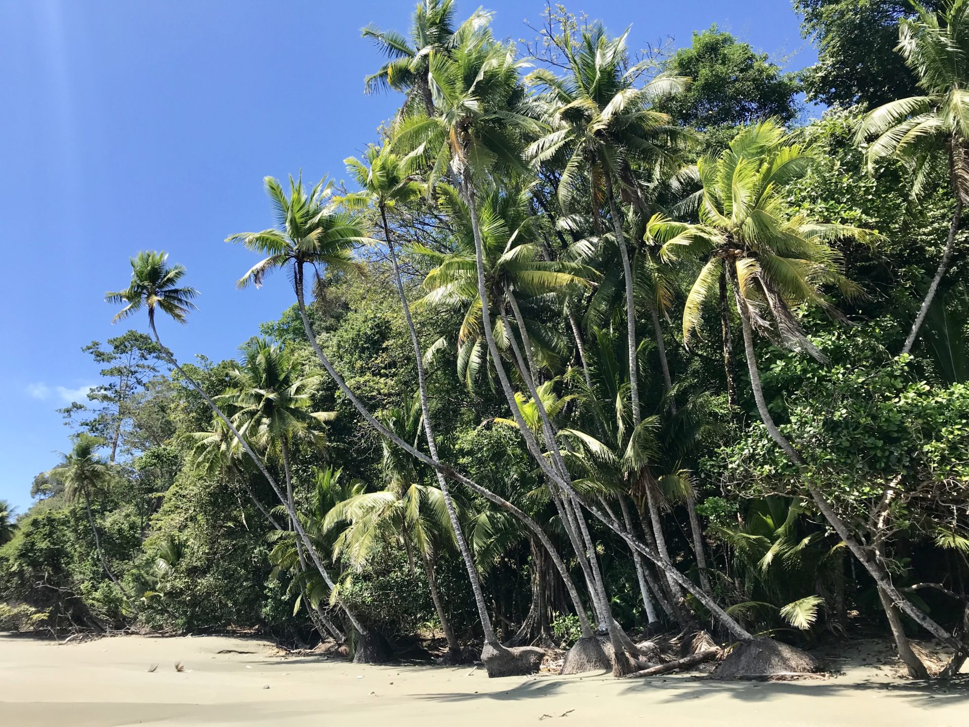 Palmtrees at the beach in Corcovado National Park, Costa Rica