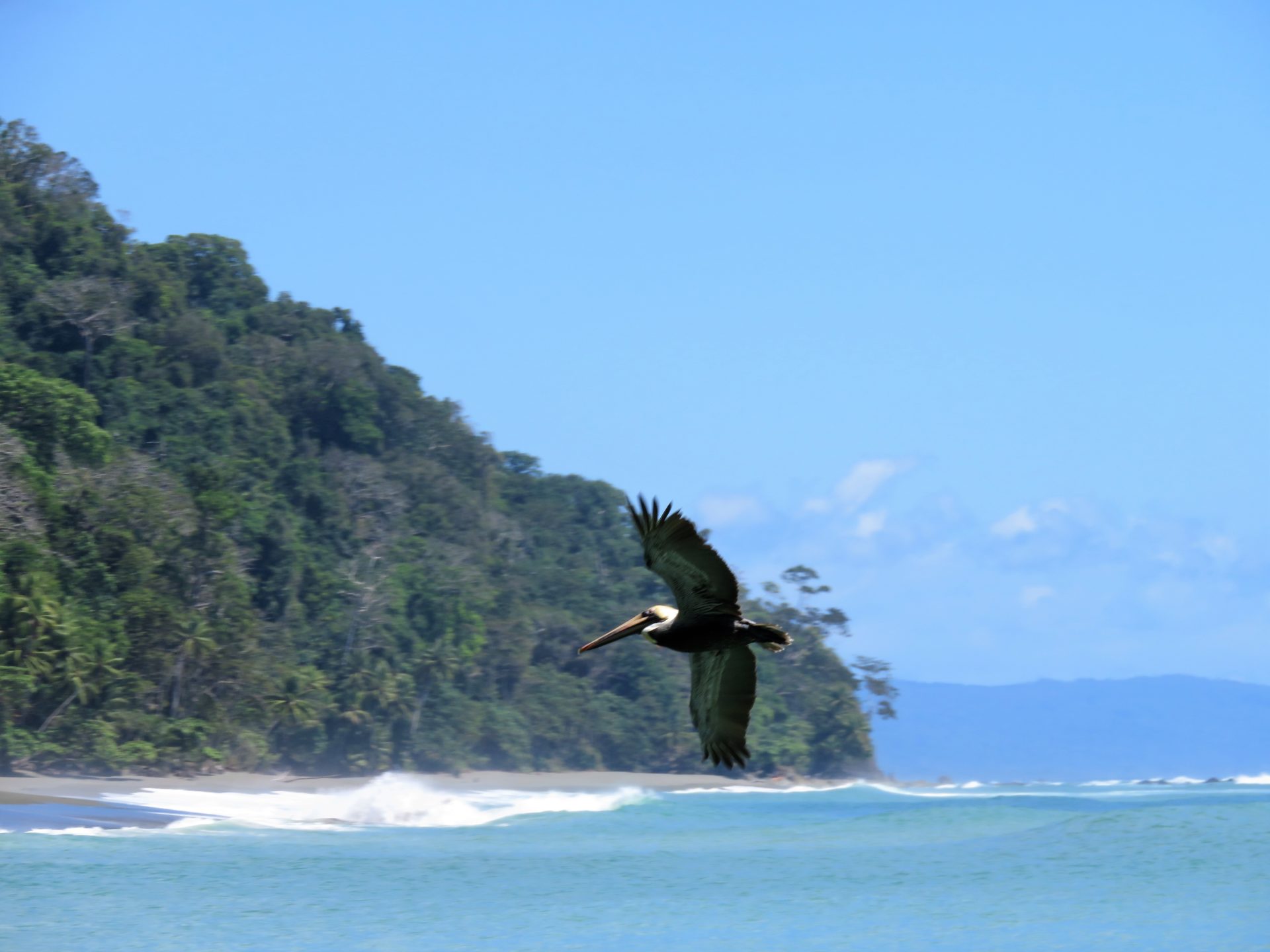 Pelican roaming the sky. Corcovado National Park, Costa Rica.