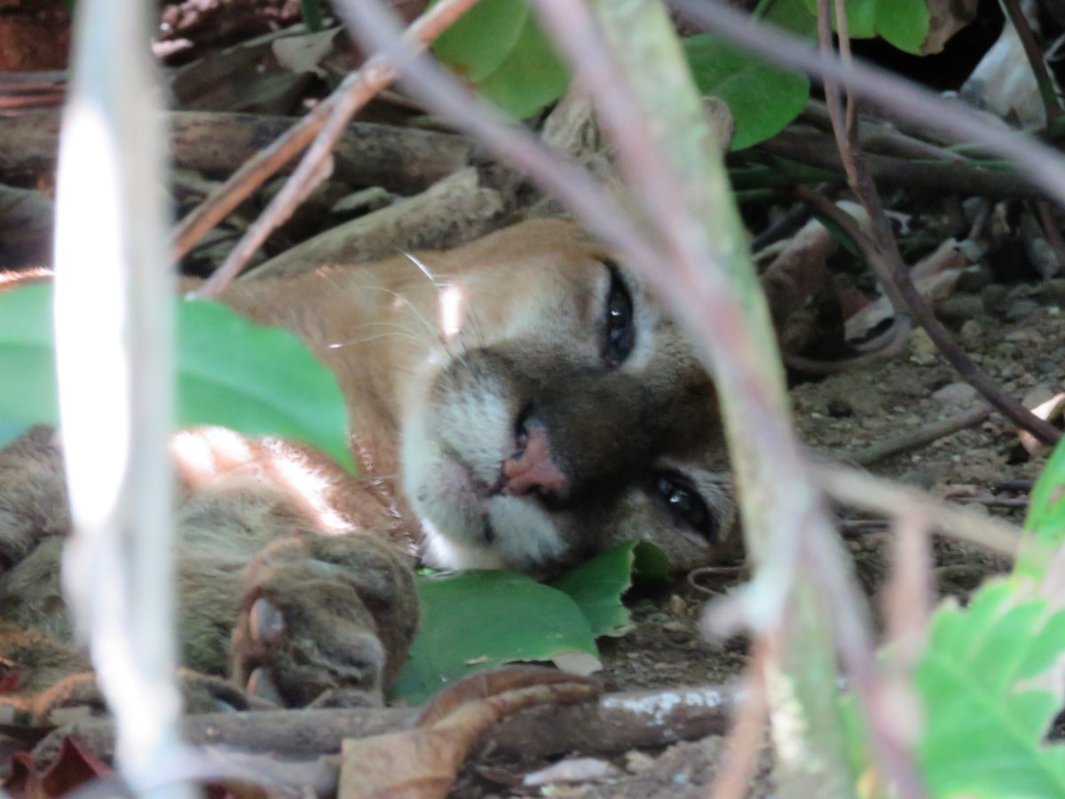 Puma in Corcovado. Hiking Corcovado National Park, Costa Rica