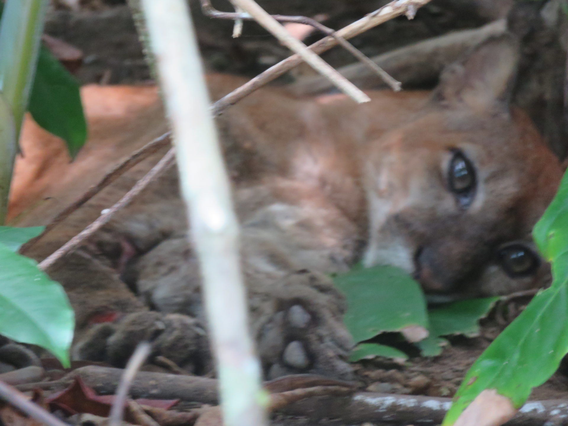 Puma with eyes open. Corcovado National Park, Costa Rica.