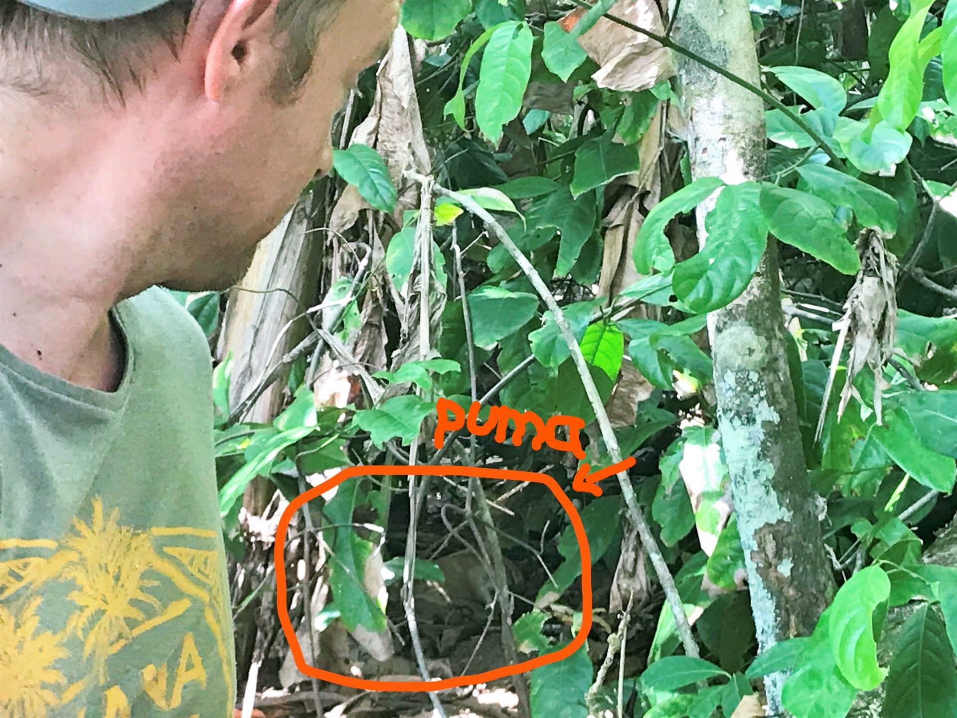 Selfie with puma. Corcovado National Park, Costa Rica.