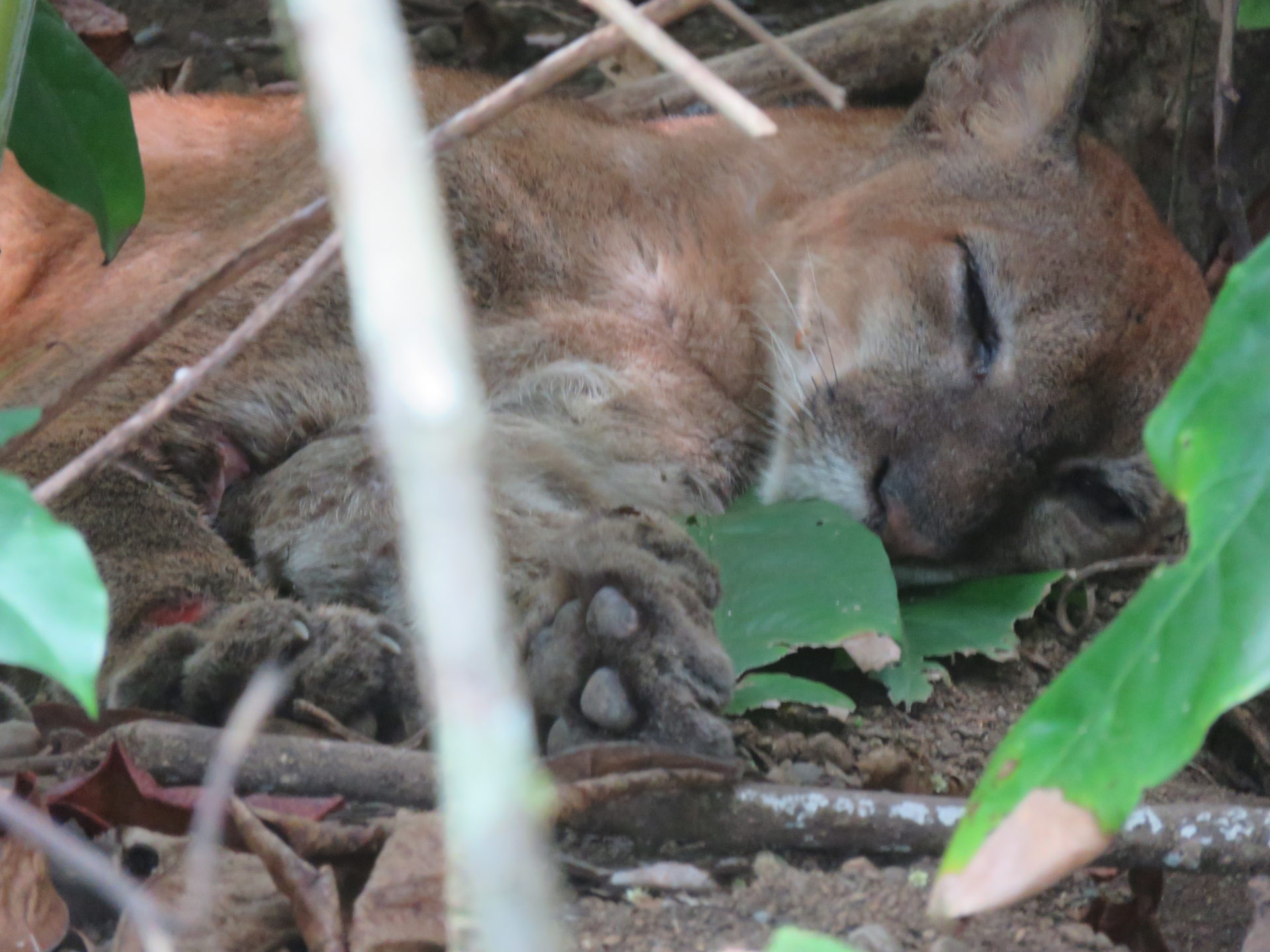 Puma sleeping under a bush. Hiking Corcovado National Park, Costa Rica.