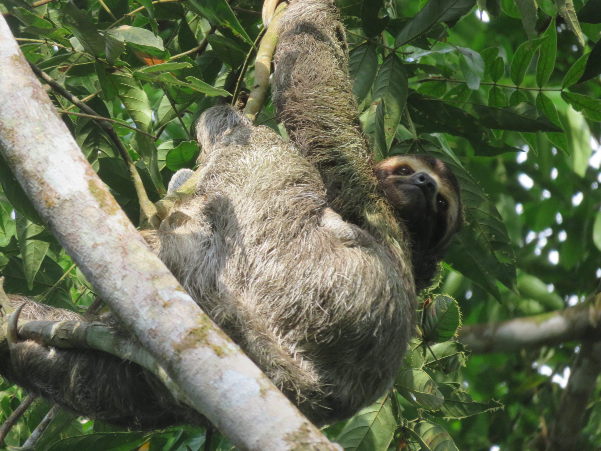 Sloth hanging out in a tree, Corcovado National Park, Costa Rica