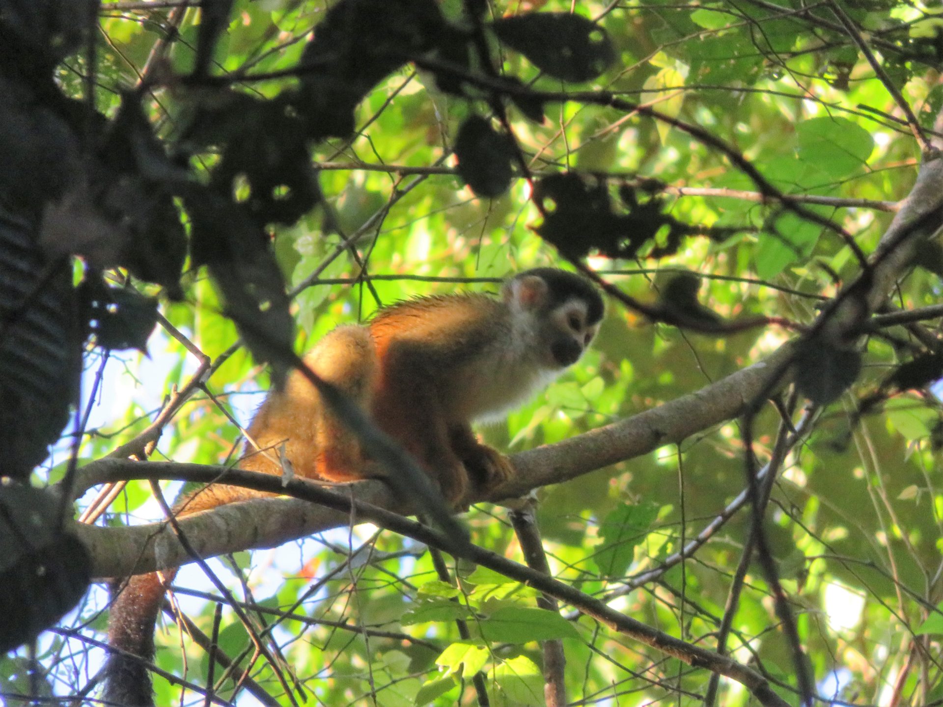 Squirrel Monkey sitting on a branch, Costa Rica