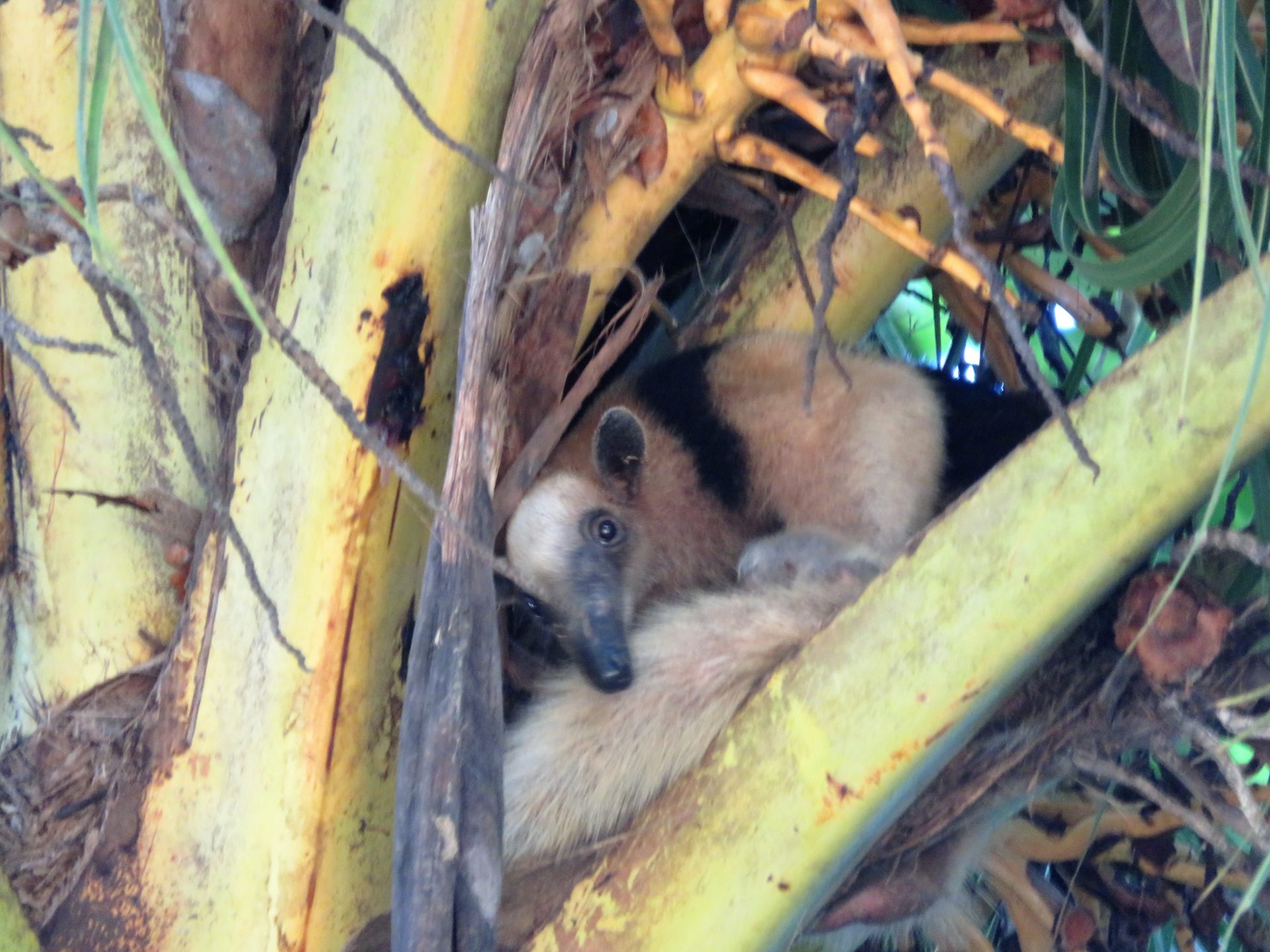 Northern tamandua hiding in a tree, Corcovado National Park, Costa Rica