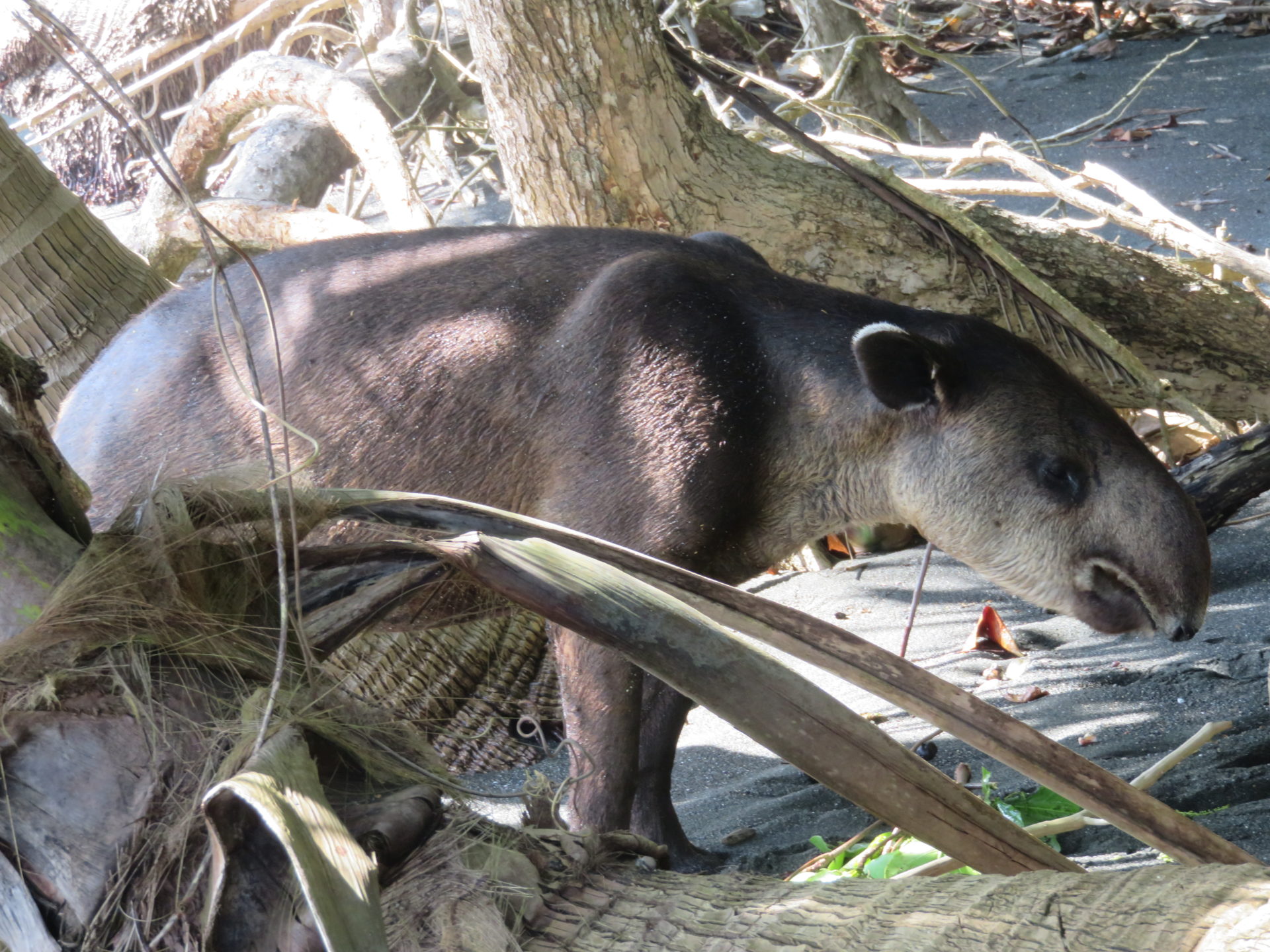 Tapir in Corcovado National Park, Costa Rica