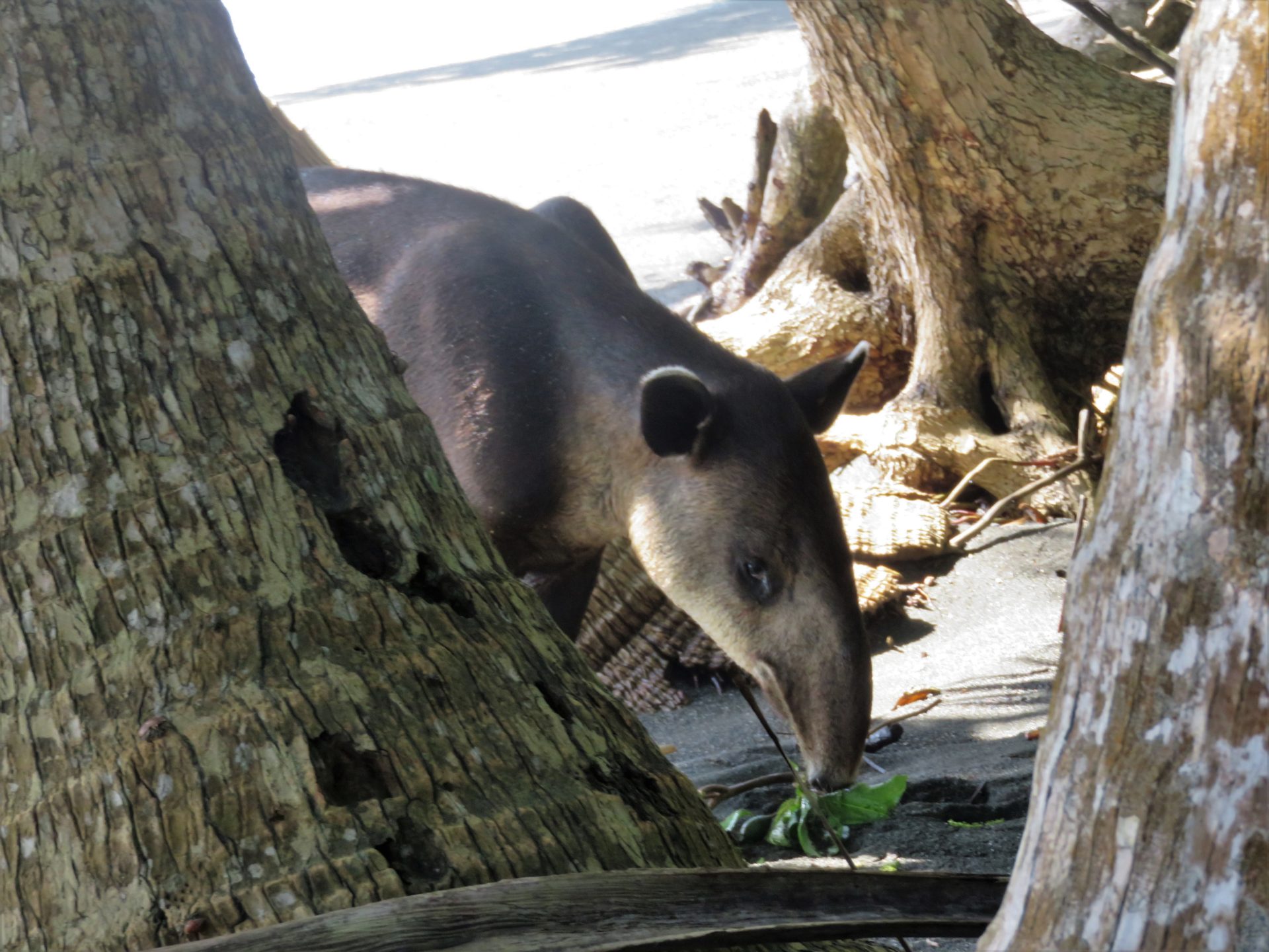 Tapir eating leaves on the beach, Corcovado National Park, Costa Rica