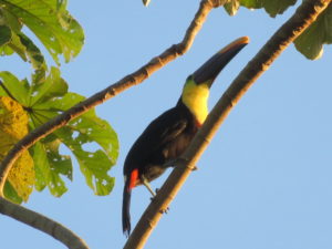 Tucan in a tree on Osa Peninsula, Costa Rica