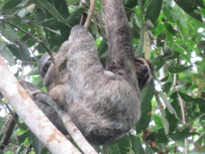 Two-headed sloth? Sloth and baby sloth in tree. Corcovado National Park, Costa Rica.